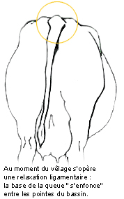 vêlage gestation bovin