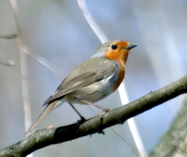 Biodiversité oiseaux