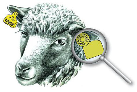 Boucles d'identification des ovins