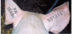 Tatouage identification des porcs