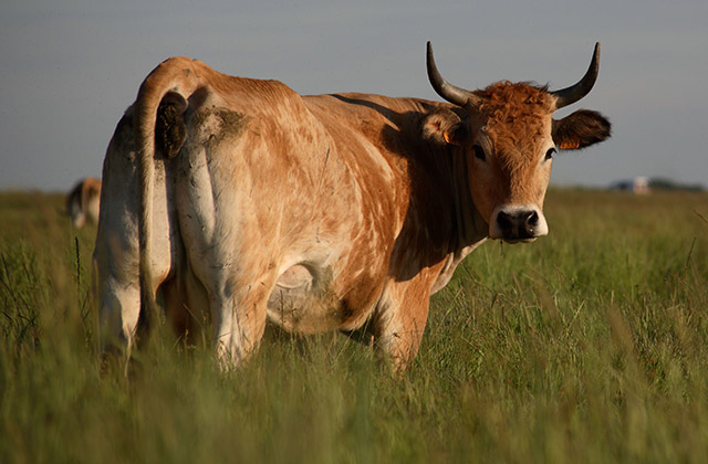 parthenaise-h_0 boeuf race à viande