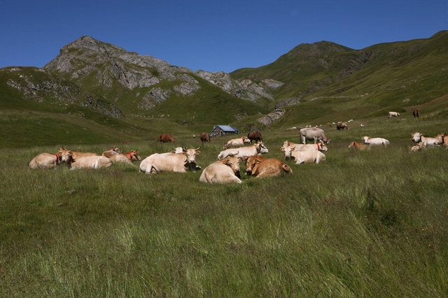 évaluation environnementale de la viande