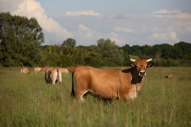 Les prairies, réservoirs de biodiversité