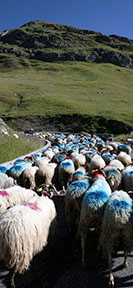 La transhumance une tradition d'élevage adaptée au territoire