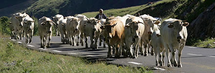 La transhumance une tradition d'élevage adaptée au territoire