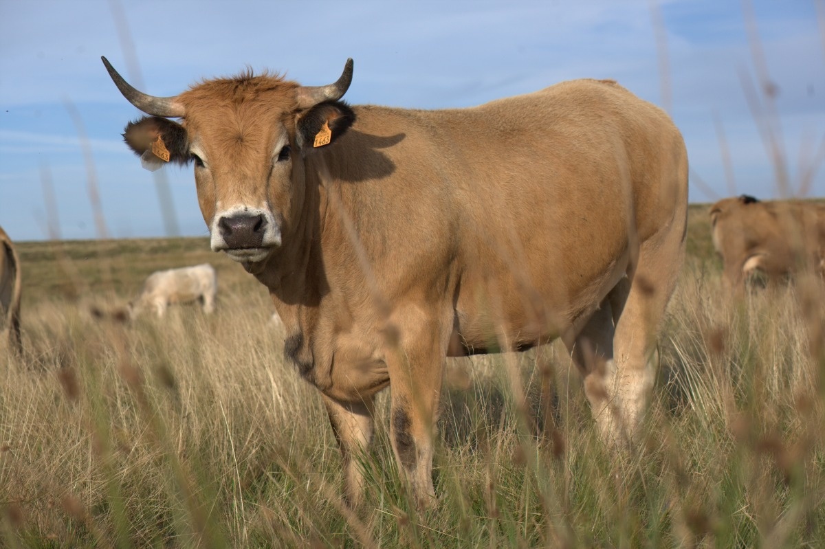 Aubrac