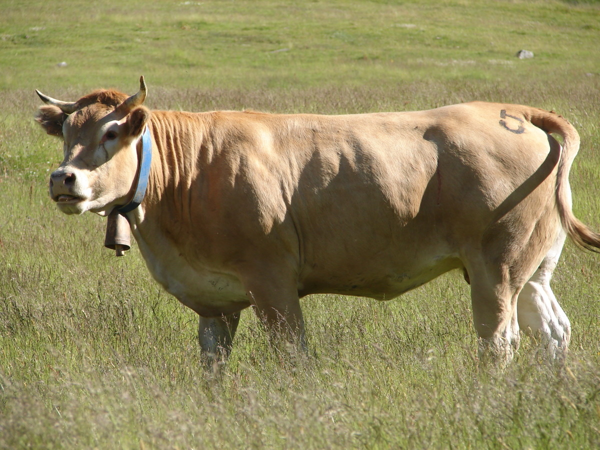 Blonde d'Aquitaine