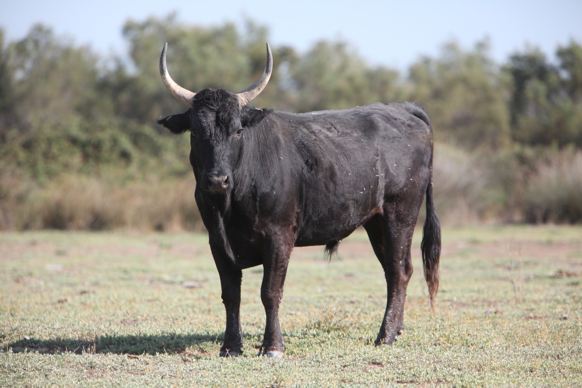 Race bovine Corse | Animal & Elevage | La-viande.fr