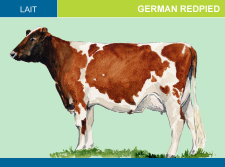 German Redpied