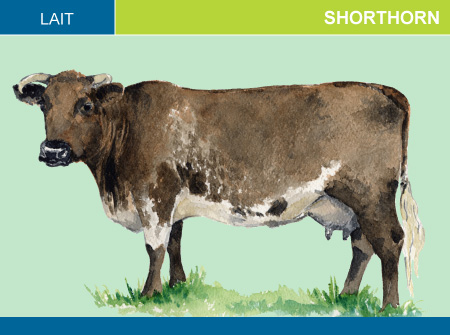 Shorthorn