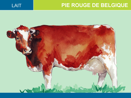 Pie Rouge de Belgique