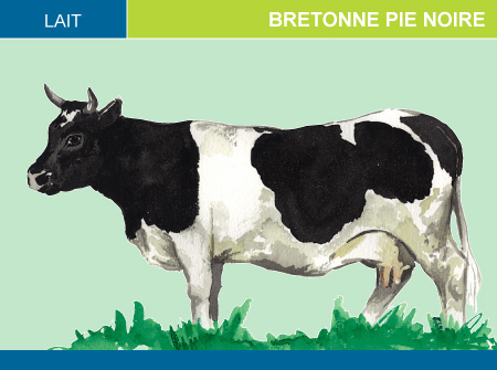 Bretonne Pie Noire