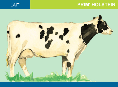 Prim' Holstein
