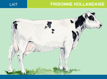 Frisonne Hollandaise