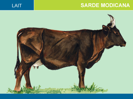 Sarde Modicana