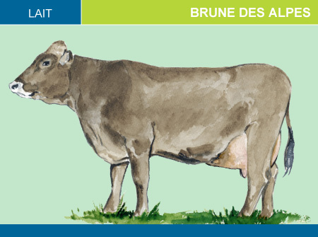 Brune des Alpes