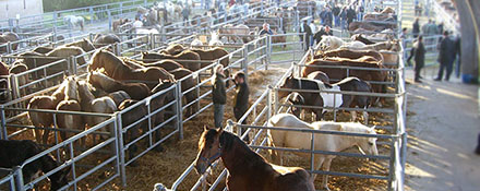 La filière française viande de cheval La filière française viande de cheval