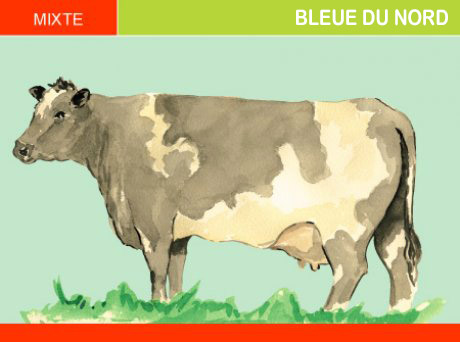 Bleue du Nord, Animal & Elevage