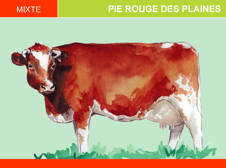 Pie Rouge des Plaines