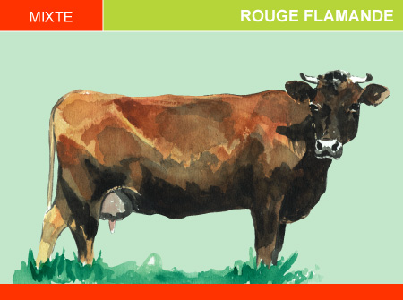 Rouge Flamande