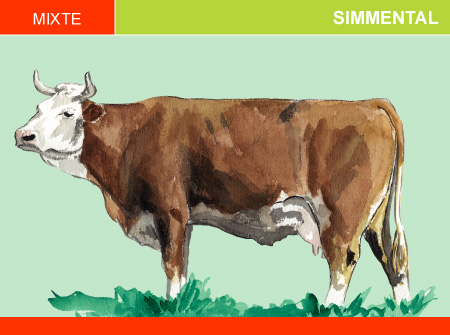 Simmental