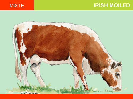Irish Moiled
