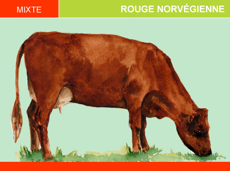 Rouge Norvégienne