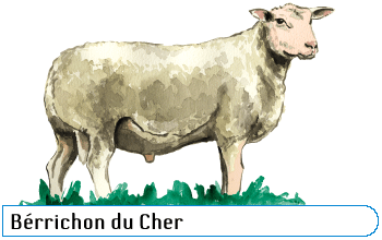 Berrichon du Cher