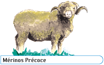 Mérinos précoce