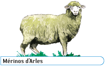 Mérinos d'Arles