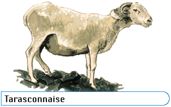 Tarasconnaise Tarasconnaise