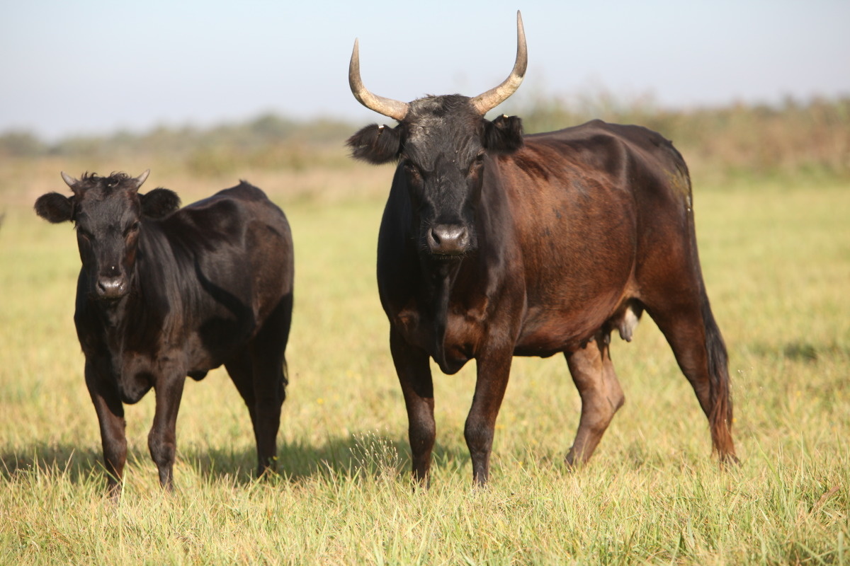 Camarguaise