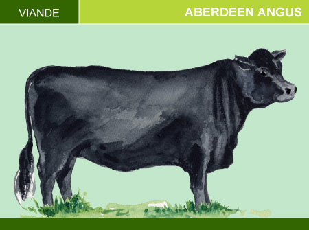 Aberdeen Angus