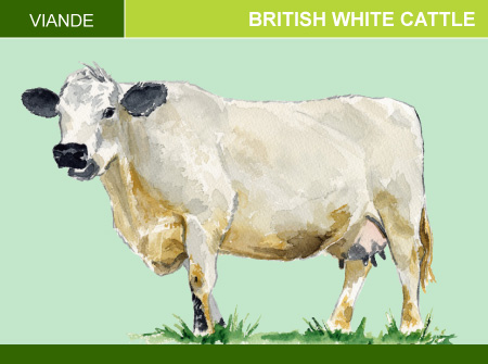 British White Cattle