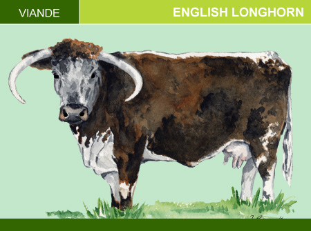 English Longhorn