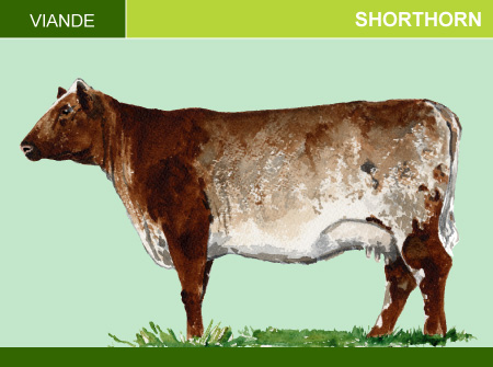 Shorthorn