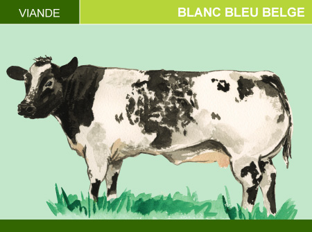 Blanc Bleu Belge