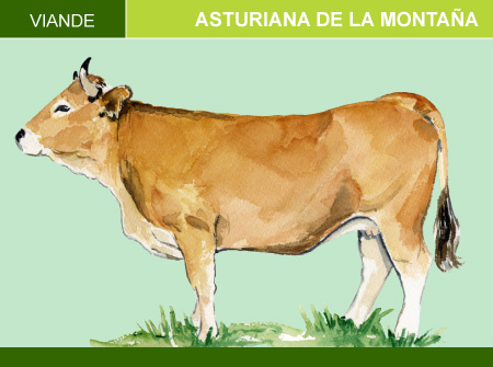 Asturiana de la Montaña