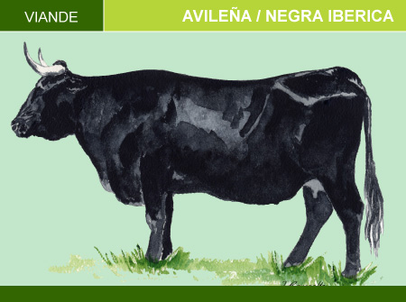 Avileña / Negra Iberica