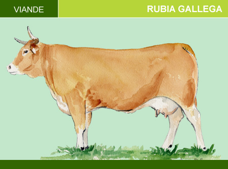 Rubia Gallega