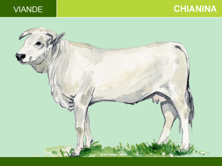 Chianina