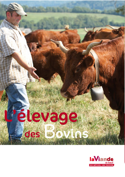 L'élevage des bovins