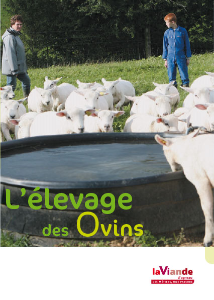 L'élevage des ovins