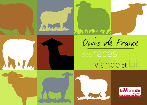 Ovins de France, des races viande et lait