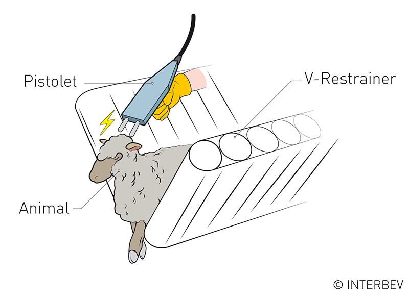 Etourdissement d’un ovin avec l’aide d’une électrode 2 points