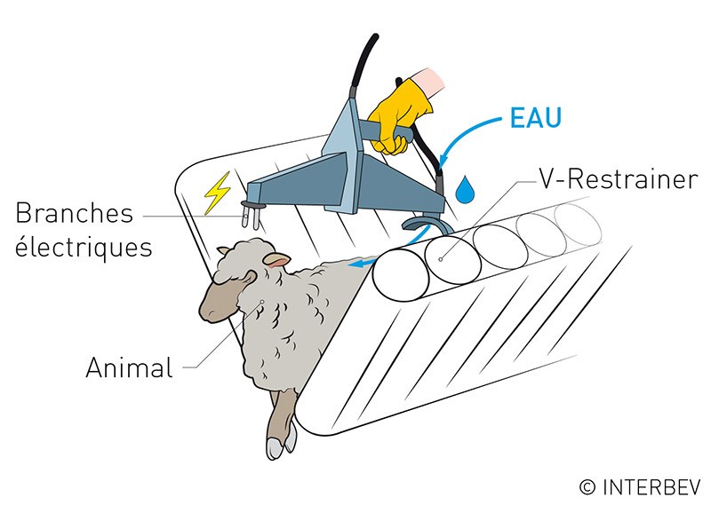 Etourdissement d’un ovin avec l’aide d’une électrode 3 points