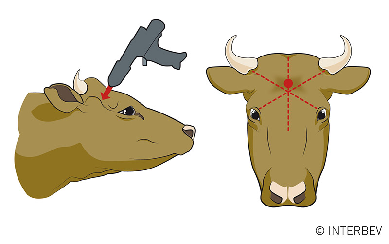 Localisation du matador pour l’étourdissement d’un bovin