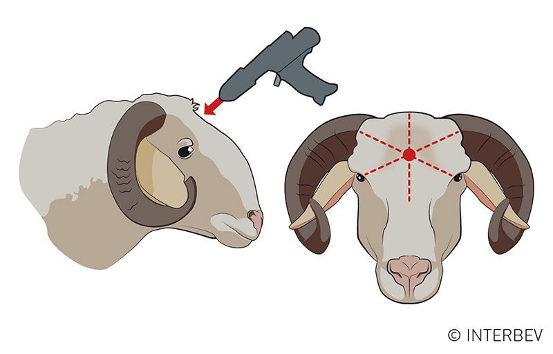 Localisation du matador pour l’étourdissement d’un ovin