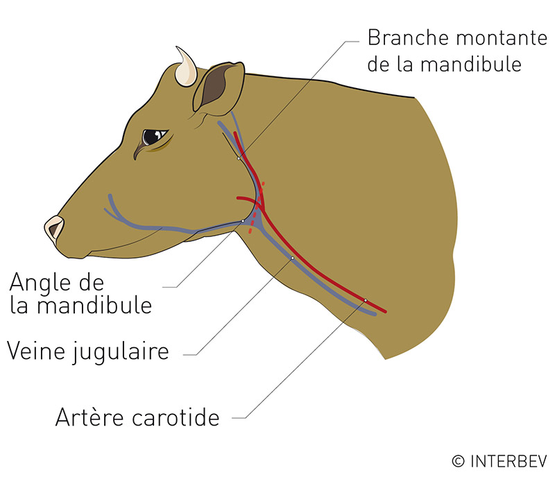 La saignée rétro-maxillaire du bovin