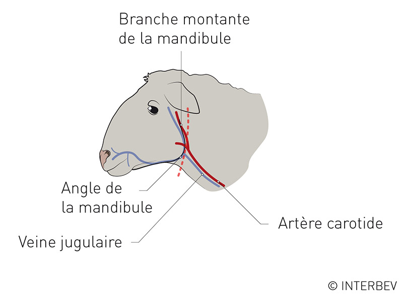 La saignée rétro-maxillaire de l'ovin